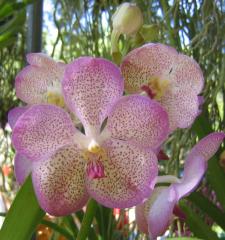 Beautiful Pink Orchid ecard