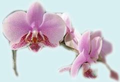 Beautiful Orchids ecard