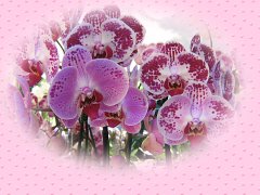 Beautiful Pink Orchids ecard