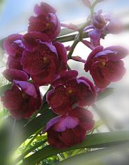 Purple Orchids ecard