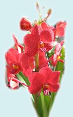 Beautiful Orchid ecard