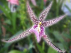 Beautiful Starlike Orchid ecard