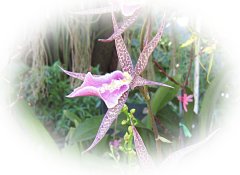 Beautiful Starlike Orchid ecard