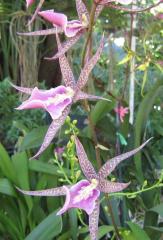 Beautiful Starlike Orchid ecard