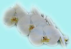 Beautiful White Orchid ecard