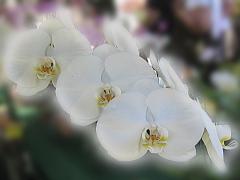 Beautiful White Orchid ecard