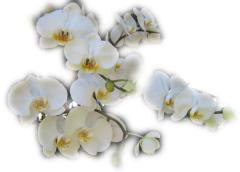 Beautiful White Orchid ecard