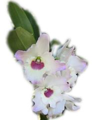 Beautiful White Orchid ecard