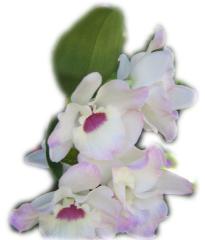 Beautiful White Orchid ecard