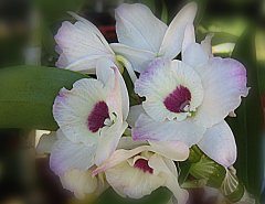 Big White Orchid ecard