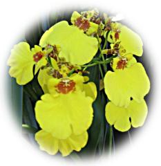 Beautiful Orchid ecard