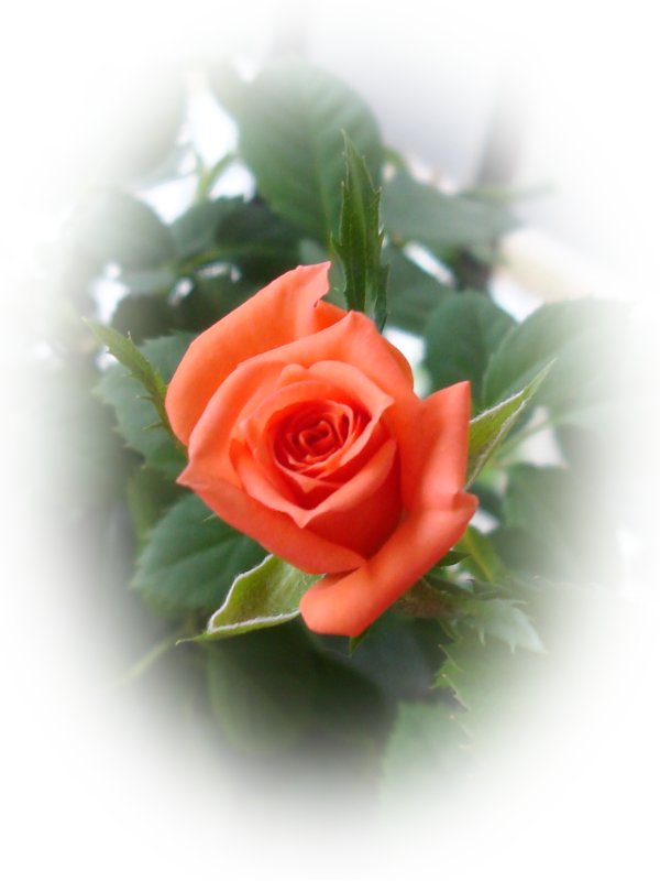 http://www.allabouthappylife.com/greeting_cards/beautiful_roses/rose_card_dsc00674.jpg