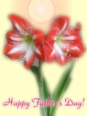 Fathers Day ecard - amaryllis