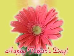 Fathers Day gerbera card