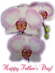 Father's Day ecard - white-pink orchid