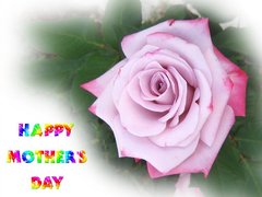 Mother's Day Rose Card