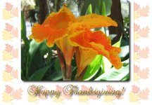 Thanksgiving Greeting Cards