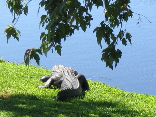 big floridian alligator