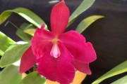 Red Cattleya Orchid