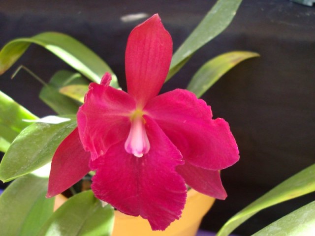 Red Cattleya Orchid