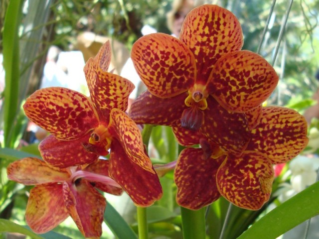 Vanda Orchid