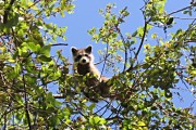 baby racoon