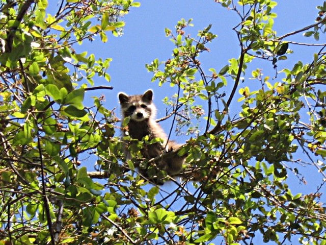 baby racoon