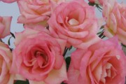 Pink Roses Bouquet