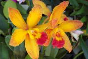 Yellow Lielia Orchid