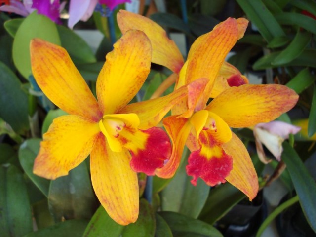 Yellow Lielia Orchid