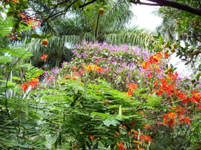 colorful garden