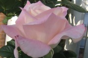 Beautiful Light Pink Rose