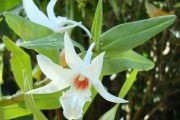 Dendrobium Draconis Orchid