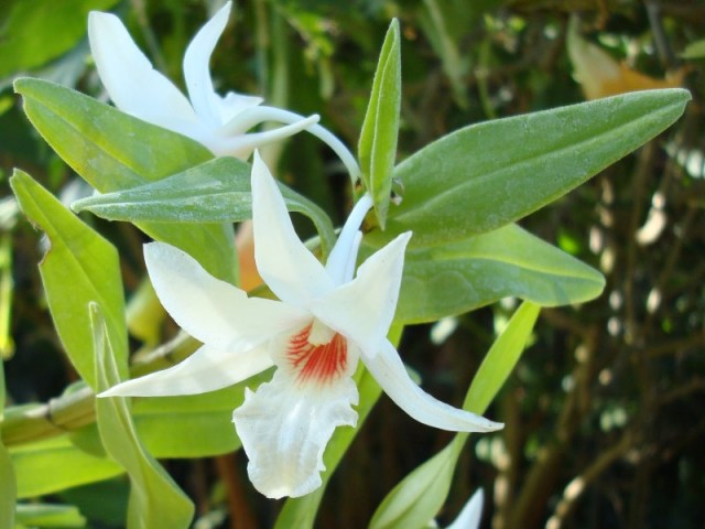 Dendrobium Draconis Orchid