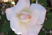 Beautiful White Rose