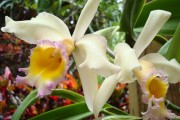 Laeliocattleya Orchid