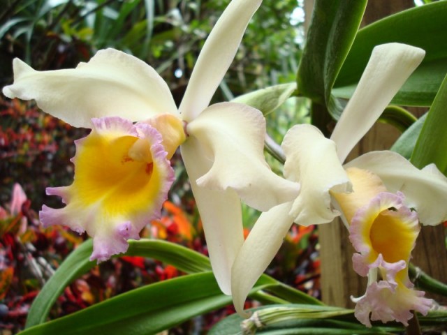 Laeliocattleya Orchid