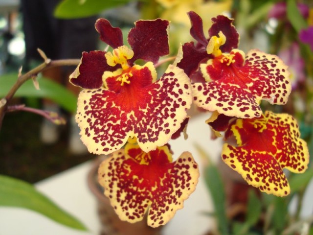 Oncidium Variegatum