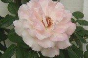 White-Pink Rose