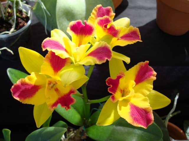 Potinara Orchid