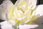 Angel White Rose