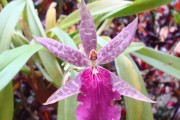 Exotic Miltassia Orchid