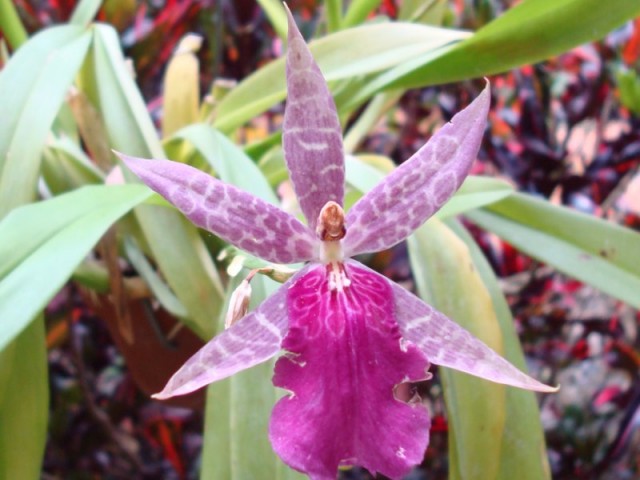 Exotic Miltassia Orchid