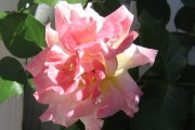 Candy Pink Rose