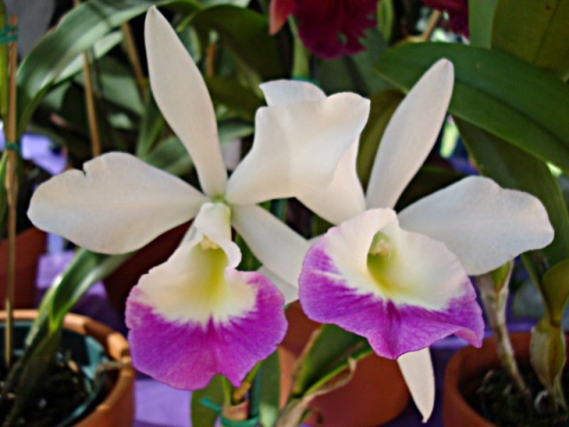 Laelia Purpurata Orchid