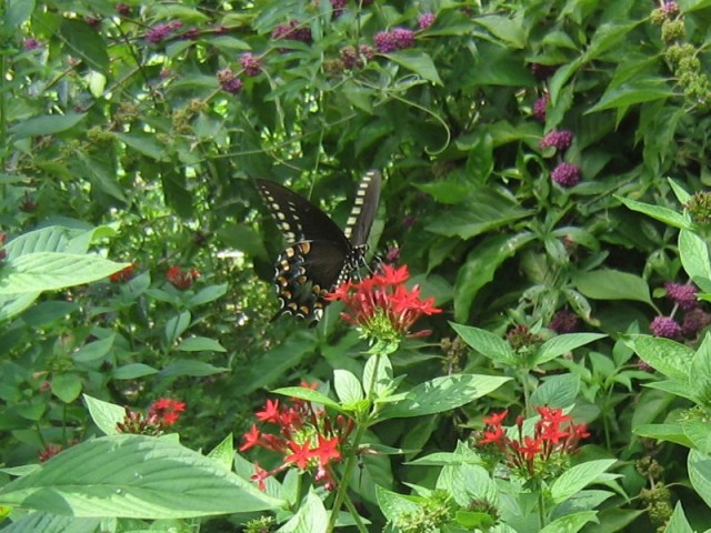 black-and-white-butterfly