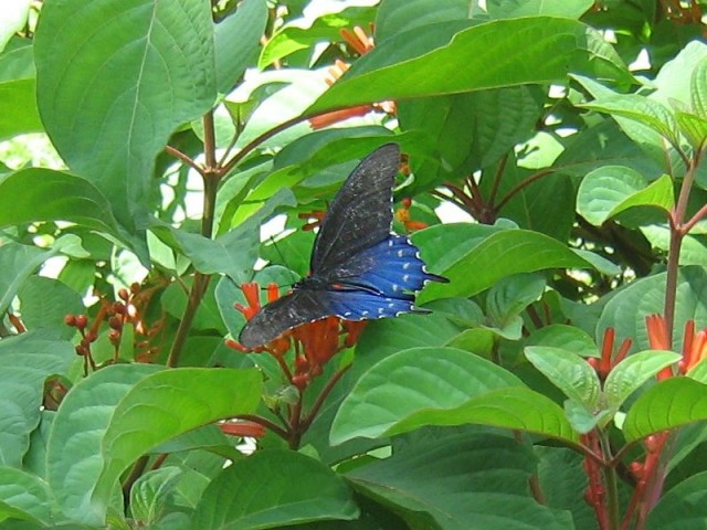 blue butterfly