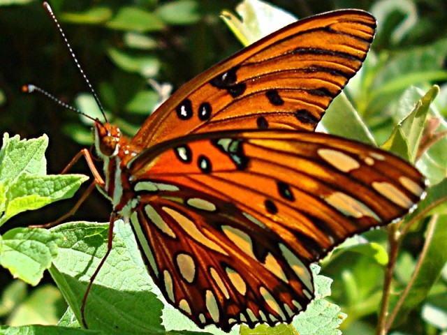 butterfly details