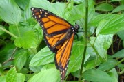 Orange and Black Butterfly