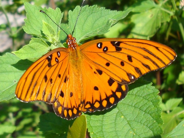 orange butterfly